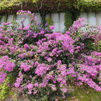 2 Bougainvillea Live Plants, Tropical Bougainvillea Flowering Vine, Fast Growing Outdoor and Container Plant, 4-8'' Tall (Lilac Purple Blooms)