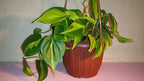 Heart Leaf Philodendron - Easiest House Plant to Grow - 4" Pot Hanging Basket-jmbamboo