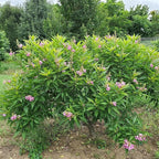 El Niño® Desert Orchid- Chitalpa- Proven Winners - 4" Pot
