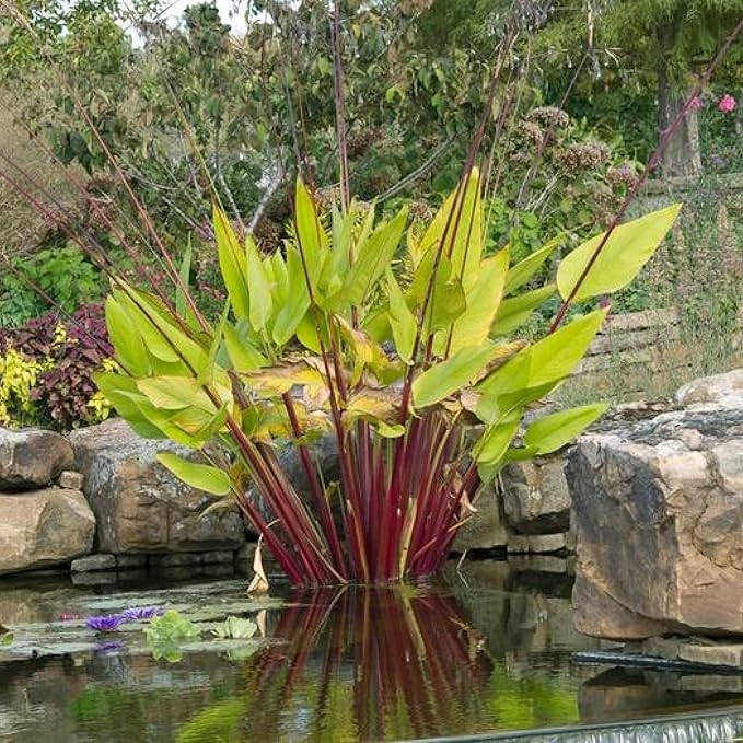 Red Stem Canna a Great Live Pond Plant for Your Water Garden. Filters koi and Goldfish Ponds. Good for Bogs, Plant Shelf or Shallow Water This marginal Aquatic is a Real Beauty