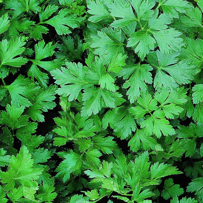 Bonnie Plants Flat Italian Parsley Live Herb Plants - 4 Pack, Biennial, Non-GMO, Garnish, Seasoning, Salads, Palate Cleanser