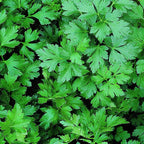 Bonnie Plants Flat Italian Parsley Live Herb Plants - 4 Pack, Biennial, Non-GMO, Garnish, Seasoning, Salads, Palate Cleanser