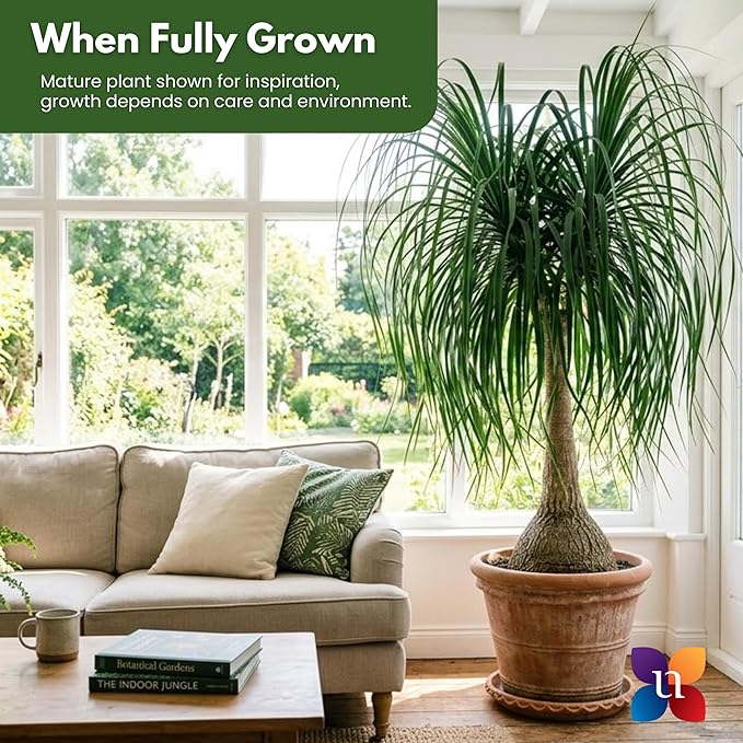 Ponytail Palm Live Plant by United Nursery in 6-in White Decorative Pot, Easy to Maintain Indoor House Plant for Home, Patio, or Office Decor