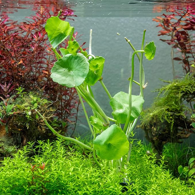 SubstrateSource Live Aquarium Stem Plants - Freshwater Aquatic Plant for Fish Tanks, Aquascaping - (Hydrocotyle Verticillata, 1 Bunch)