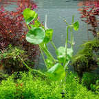SubstrateSource Live Aquarium Stem Plants - Freshwater Aquatic Plant for Fish Tanks, Aquascaping - (Hydrocotyle Verticillata, 1 Bunch)