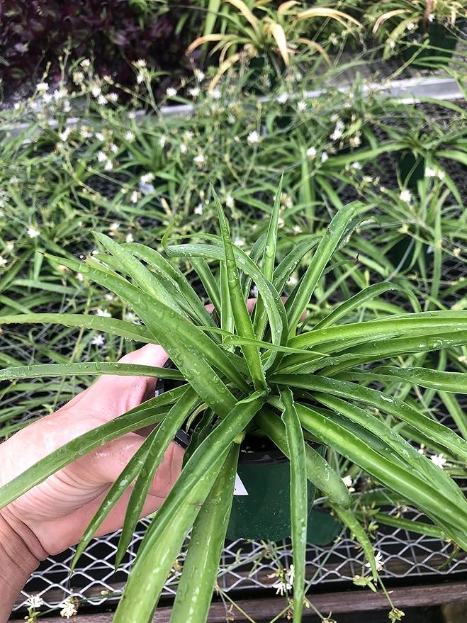 Solid Green Spider Plant - Large Size - Air-Purifying, Low Maintenance, Thrives in Home & Office - Perfect for Plant Enthusiasts - Live Houseplant in Potting Soil