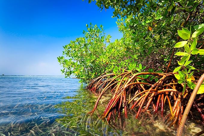 Generic AquaGardens | Red Mangrove - Live Plant (Medium + Heat Pack for Cold Weather Shipping), Green