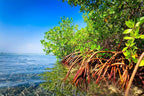 Generic AquaGardens | Red Mangrove - Live Plant (Medium + Heat Pack for Cold Weather Shipping), Green
