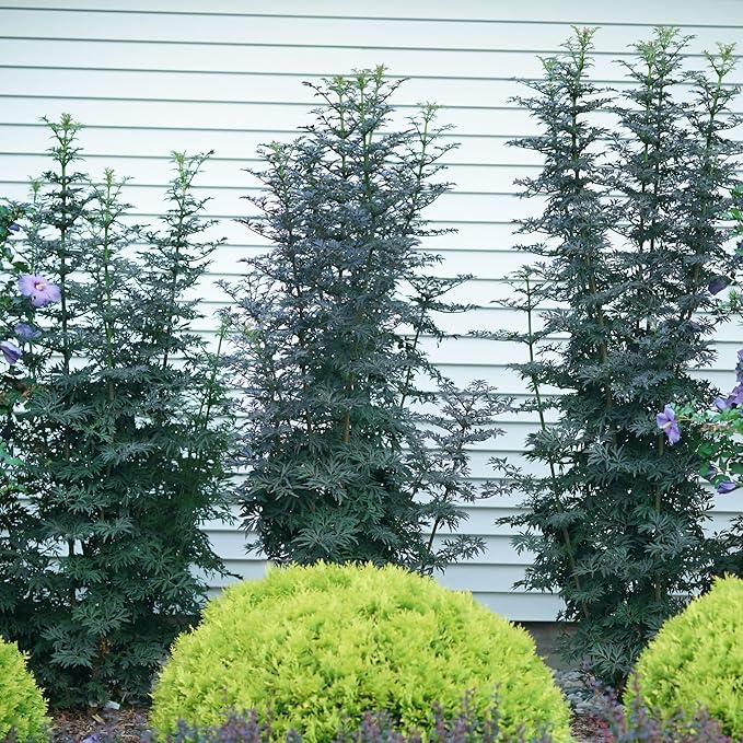 Proven Winners Laced Up Elderberry (Sambucus nigra) Live Plant, 4.5" Qt