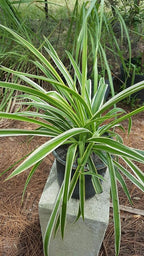 Spider Plant - Chlorophytum Comosum - Bare Rooted - 4"-6" Tall