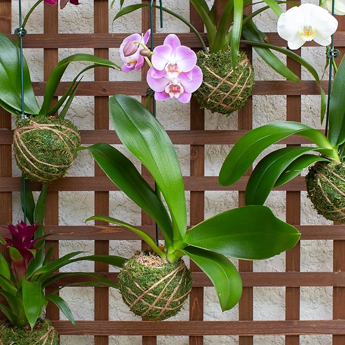 Better-GRO 19” Hanging Kokedama with Phalaenopsis Orchid – Indoor/Outdoor Planter- Purple