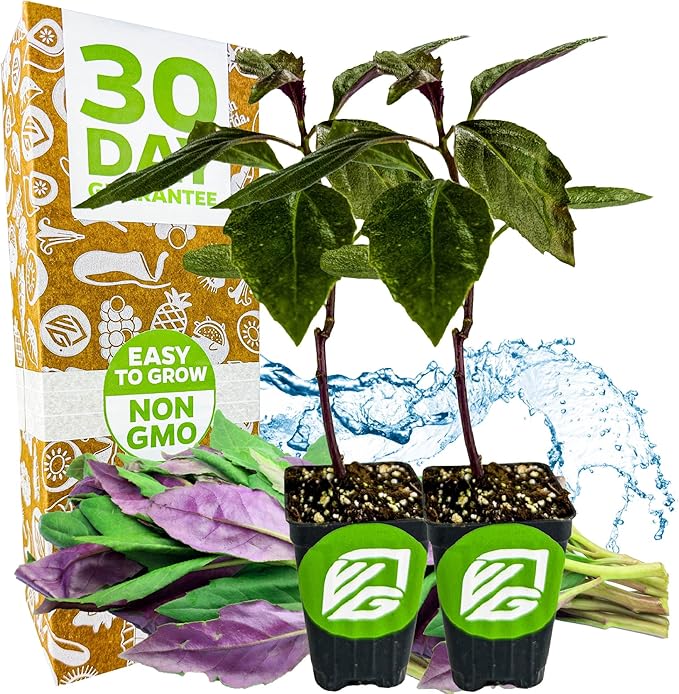 Okinawa Spinach - Gynura crepioides - Wellspring Garden Starter Plant - Easy to Grow Edible Plant - Vegetable Live Plant for Indoor & Outdoor Growing & Planting - Ideal for Home, Backyard (2-Pack)