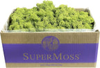 SuperMoss (21773) Reindeer Moss Preserved, Chartreuse, 3lbs
