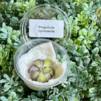 Live Pinguicula cyclosecta – Rare Violet-Toned Mexican Butterwort, Rosette-Forming Carnivorous Plant, Easy to Grow. Succulent-Like Carnivore Plant.