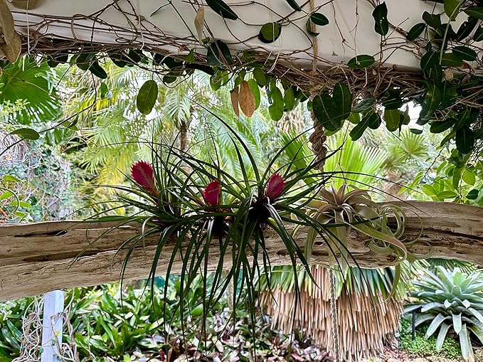 Live Air Plants – Flowering Tillandsia Cyanea, Giant 15-18" in a 4" Growers Pot - 1ct - Live Arrival Guaranteed - House Plants for Home Decor & Gift