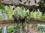 Live Air Plants – Flowering Tillandsia Cyanea, Giant 15-18" in a 4" Growers Pot - 1ct - Live Arrival Guaranteed - House Plants for Home Decor & Gift