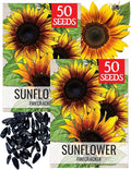 Seed Needs Firecracker Sunflower Seeds for Planting Sunflowers - Hybrid Flower Seed to Plant an Outdoor Home Grown Butterfly Garden (2 Packs)
