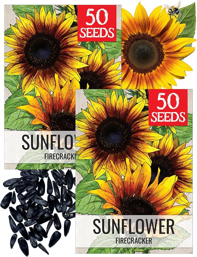Seed Needs Firecracker Sunflower Seeds for Planting Sunflowers - Hybrid Flower Seed to Plant an Outdoor Home Grown Butterfly Garden (2 Packs)