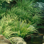 Golden Sweet Flag, a Great Live Pond Plant for Your Water Garden. Filters koi and Goldfish Ponds. Good for Bogs, Plant Shelf or Shallow Water This marginal Aquatic is a Real Beauty