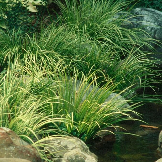 Golden Sweet Flag, a Great Live Pond Plant for Your Water Garden. Filters koi and Goldfish Ponds. Good for Bogs, Plant Shelf or Shallow Water This marginal Aquatic is a Real Beauty