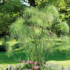 Giant Papyrus, a Great Live Pond Plant for Your Water Garden. Filters The koi and Goldfish Pond. Good for Bogs, Plant Shelf or Shallow Water This marginal Aquatic is a Real Beauty