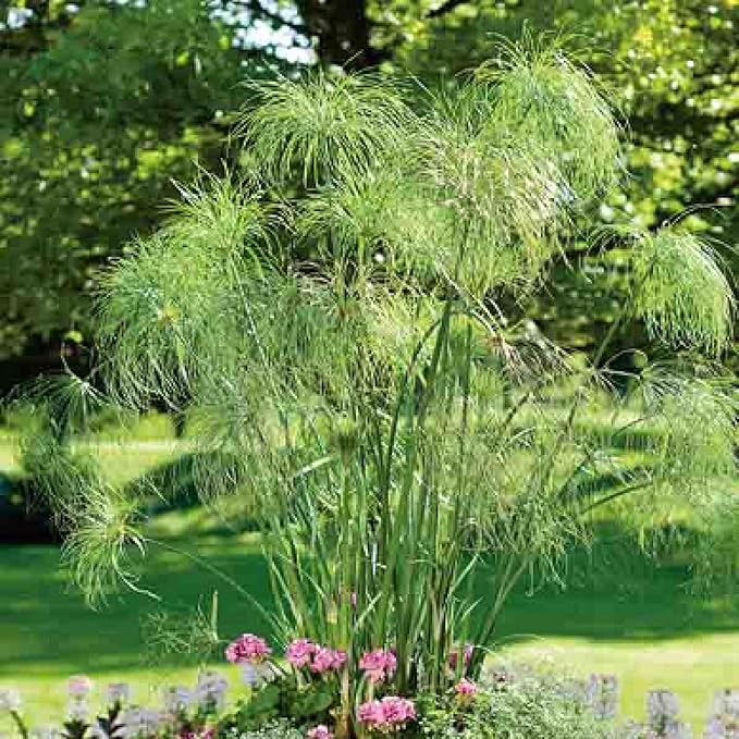 Giant Papyrus, a Great Live Pond Plant for Your Water Garden. Filters The koi and Goldfish Pond. Good for Bogs, Plant Shelf or Shallow Water This marginal Aquatic is a Real Beauty