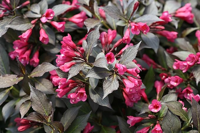 Proven Winners - Weigela florida Spilled Wine (Weigela) Shrub, pink flowers, #2 - Size Container