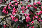 Proven Winners - Weigela florida Spilled Wine (Weigela) Shrub, pink flowers, #2 - Size Container