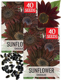 Seed Needs Sunflower Seeds for Planting Chocolate Sunflowers - Heirloom & Open Pollinated Flower Seed to Plant & Grow an Outdoor Wildflower Butterfly Garden (2 Packs)