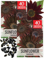 Seed Needs Sunflower Seeds for Planting Chocolate Sunflowers - Heirloom & Open Pollinated Flower Seed to Plant & Grow an Outdoor Wildflower Butterfly Garden (2 Packs)