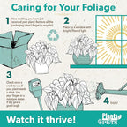 Orange Anthurium Live Plant (Approx. 11-14" Tall), Real Flowers/Unique House Plants in 4" Nursery Pot, Floral Desk Plant, Air Purifying Plants & Cool Gifts for Plant Lovers by Plants for Pets