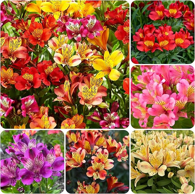 30+ Mixed Alstroemeria Seeds for Planting Outdoors-Perennial Peruvian Lily Flowers Planting for Garden Borders Containers Deer Resistant