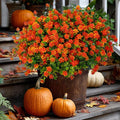 Artificial Fall Flowers Outdoor Fake Mums - 12 Bundles Fake Plants UV Resistant No Fade Faux Plastic Greenery Garden Porch Patio Fall Home Decor (Red Orange)