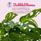 BubbleBlooms Monstera Adansonii Swiss Cheese Plant, Live in a 4 inch Pot by BubbleBlooms