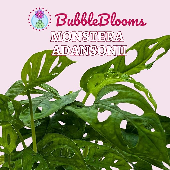 BubbleBlooms Monstera Adansonii Swiss Cheese Plant, Live in a 4 inch Pot by BubbleBlooms