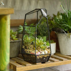NCYP Small No Door Glass Geometric Terrarium - 4.9 x 3.9 x 7.4 Inches Irregular Clear Terrarium Pot for Mini Succulents, Small Cactus, Indoor Garden Tabletop Decoration (No Plants)