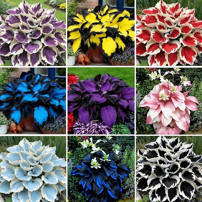 Hosta Seeds for Planting, 290+pcs Rare Perennial Hosta Flower Seeds Plants, Non-GMO Heirloom Long Blooming Plants Shaded Entry Pathway Rare Flowers for Garden Outdoors