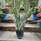 RedCrocus Sayuri's Snake Plant Sansevieria- Indoor Air Purifying Plant for Low Light Spaces 6" Pot