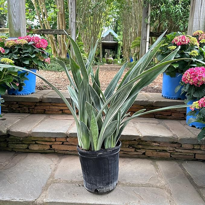 RedCrocus Sayuri's Snake Plant Sansevieria- Indoor Air Purifying Plant for Low Light Spaces 6" Pot
