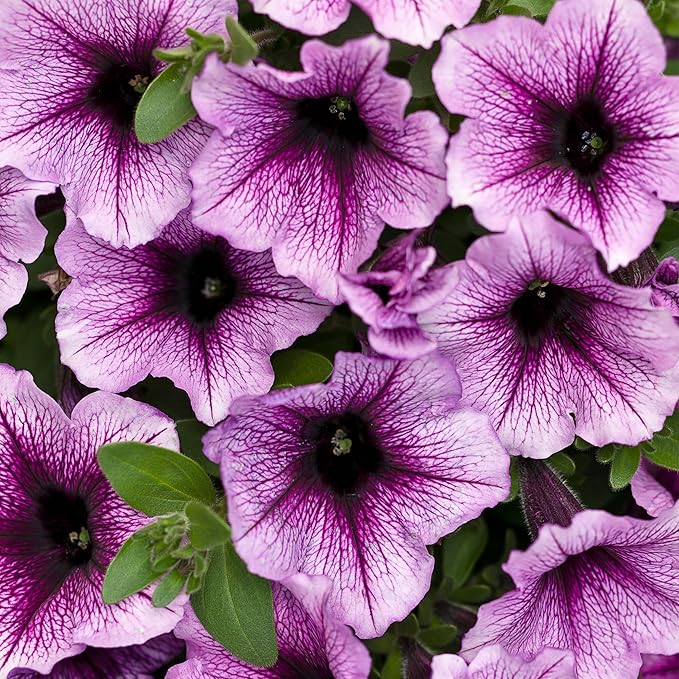 Proven Winners® Petunia Plant - Supertunia Bordeaux - 4 Pack - Annual Flower for Spring & Summer Blooms - 6" Tall x 6" Wide, 1.56 Pt Pot