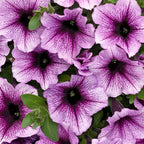 Proven Winners® Petunia Plant - Supertunia Bordeaux - 4 Pack - Annual Flower for Spring & Summer Blooms - 6" Tall x 6" Wide, 1.56 Pt Pot