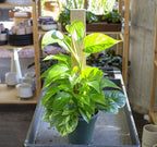 RedCrocus Pothos, Devil's Ivy- Assorted Epipremnum aureum Indoor Plant, Trailing, Easy Care, Air Purifier, Pet Safe for Humans 10" Pot