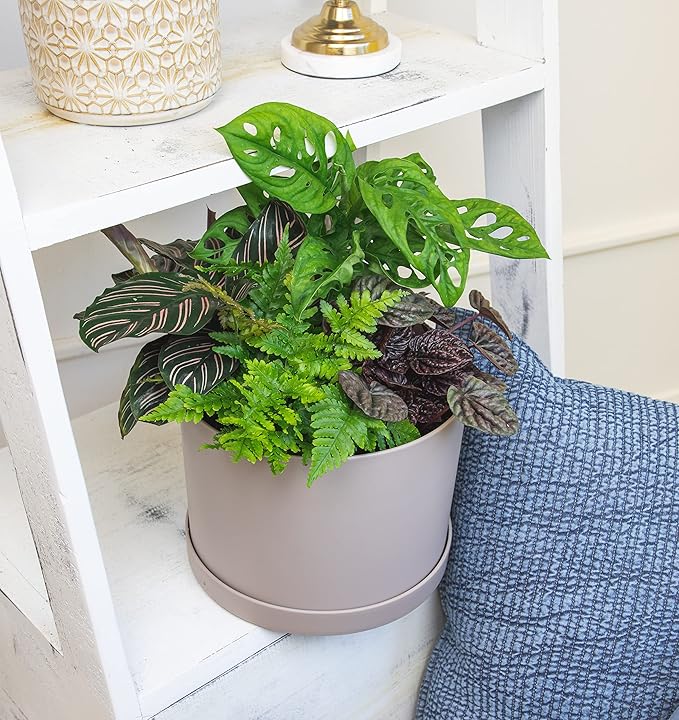 Altman Plants, Classic Houseplant Collection (4PK) Live Plants Indoor Plants Live Houseplants in Plant Pots, Easy House Plants Indoors Live, Snake Plant, Pothos in Potting Soil, Clean Air Plants
