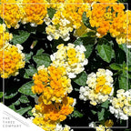 Live Flowering Lantana - Havana Sunshine (2 Plants Per Pack), Healthy Blooming Pollinator, 8" Tall by 5" Wide in 1 Qt Pot
