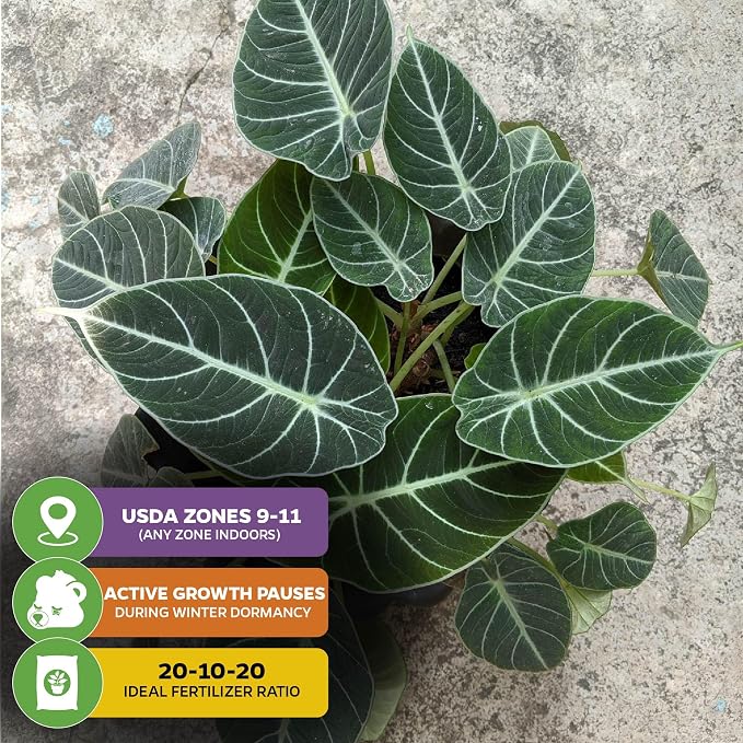 Black Velvet Elephant Ear Live Plant - Alocasia reginula - Wellspring Gardens Starter Plant - Exotic Tropical Houseplant for Indoor Spaces & Outdoor Garden Landscaping - Dark Green Velvet Foliage