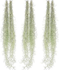 ragnaroc Tillandsia Usneoides ‘Thick-Colombian Spanish Moss’ - ragnaroc Indoor Tropical Plant 16” / 6 oz - Live Arrival Guaranteed - Live Air Plant & House Plants for Home Decor & Gift