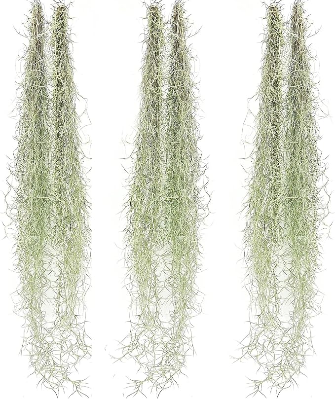 ragnaroc Tillandsia Usneoides ‘Thick-Colombian Spanish Moss’ - ragnaroc Indoor Tropical Plant 16” / 6 oz - Live Arrival Guaranteed - Live Air Plant & House Plants for Home Decor & Gift