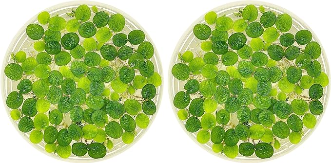 Water Spangle, Salvinia Minima, Live Aquarium/Aquatic/Freshwater/Floating/Pond Plant/Planted Tank/Aquascaping/Paludarium by Aquarium Plant Center (24 Plants, 120+ Leaves)