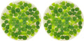 Water Spangle, Salvinia Minima, Live Aquarium/Aquatic/Freshwater/Floating/Pond Plant/Planted Tank/Aquascaping/Paludarium by Aquarium Plant Center (24 Plants, 120+ Leaves)
