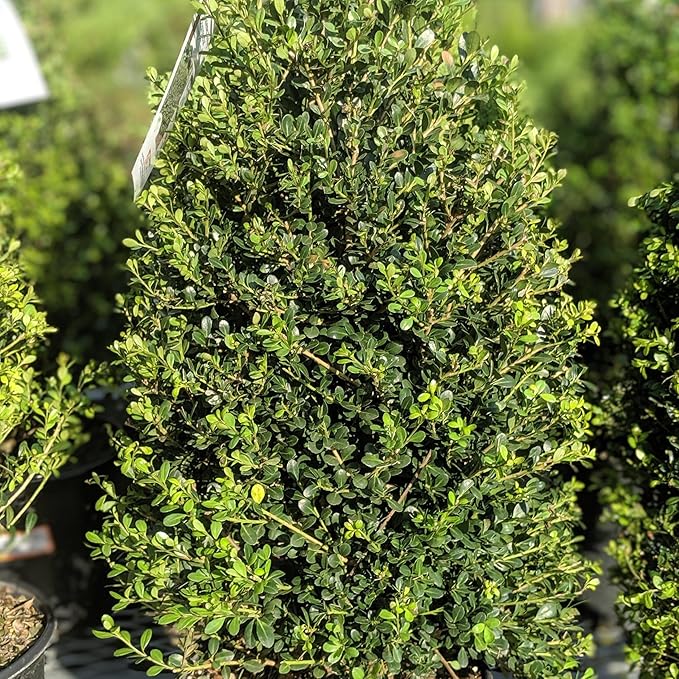 RedCrocus Compacta Japanese Holly Ilex crenata- Evergreen Shrub for Borders & Containers, Pet Safe, Deer Resistant, Low Maintenance, Fine Foliage 3 Gallon